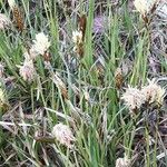 Carex divisa Fleur