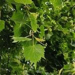 Tilia mongolica 葉