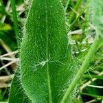 Hieracium villosum Leaf