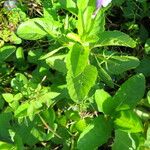 Ruellia tuberosa Habit