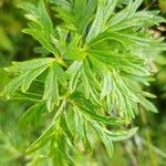 Aconitum napellus Leaf