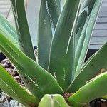 Agave victoriae-reginae Leaf