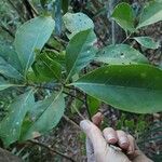 Guettarda baladensis Leaf