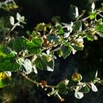 Brickellia californica Flower