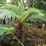 Blechnum brasiliense Pokrój