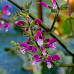 Salvia hierosolymitana Altul/Alta