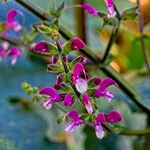 Salvia hierosolymitana Other