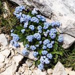 Myosotis alpestris花