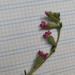 Silene bellidifolia Flower