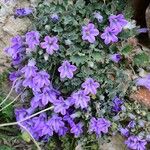 Campanula andrewsii Flower