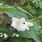 Philadelphus pubescens Blüte