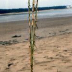 Spartina maritima Other