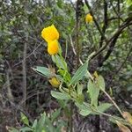 Dendromecon rigida Flors