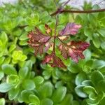 Geranium purpureum Leaf