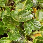 Azorella crenata Leaf