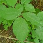 Staphylea trifolia Leaf