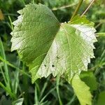 Vitis riparia Folha