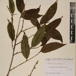 Eurya cerasifolia Altro