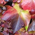 Parthenocissus tricuspidata Folla