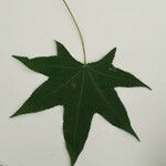 Liquidambar styraciflua List