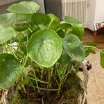 Pilea peperomioides Leaf