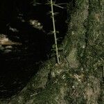 Dasyphyllum diacanthoides Yeri