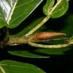 Ficus costaricana Fruit