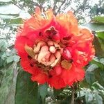 Brownea grandiceps 花