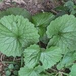 Alliaria petiolata Blad