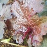 Heuchera micranthaLeaf