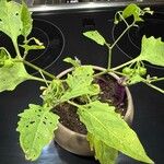 Solanum scabrum 葉
