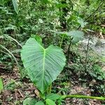 Alocasia macrorrhizos Blad