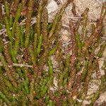 Salicornia europaea Rinde