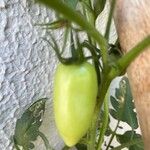 Solanum pimpinellifolium Plod