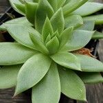 Echeveria agavoides (Autre)