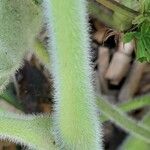 Pelargonium tomentosum Bark