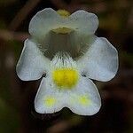 Pinguicula alpina Flor