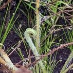 Drosera filiformis Φύλλο