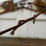 Quercus palustris その他の提案