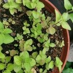 Mentha x piperita Fuelha