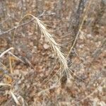 Elymus canadensis Fruit