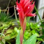 Stenorrhynchos speciosum Flower