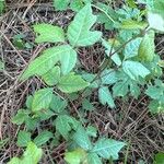 Toxicodendron pubescens पत्ता