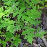 Polymnia canadensis Leaf