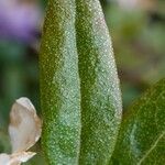 Rhododendron hippophaeoides Folha