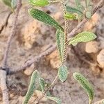 Meniocus linifolius Blad