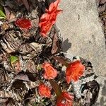Haemanthus coccineus फूल