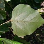 Croton guatemalensis Leaf