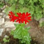 Lychnis chalcedonica Kwiat