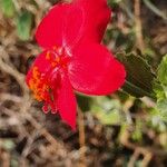 Hibiscus aponeurus Květ